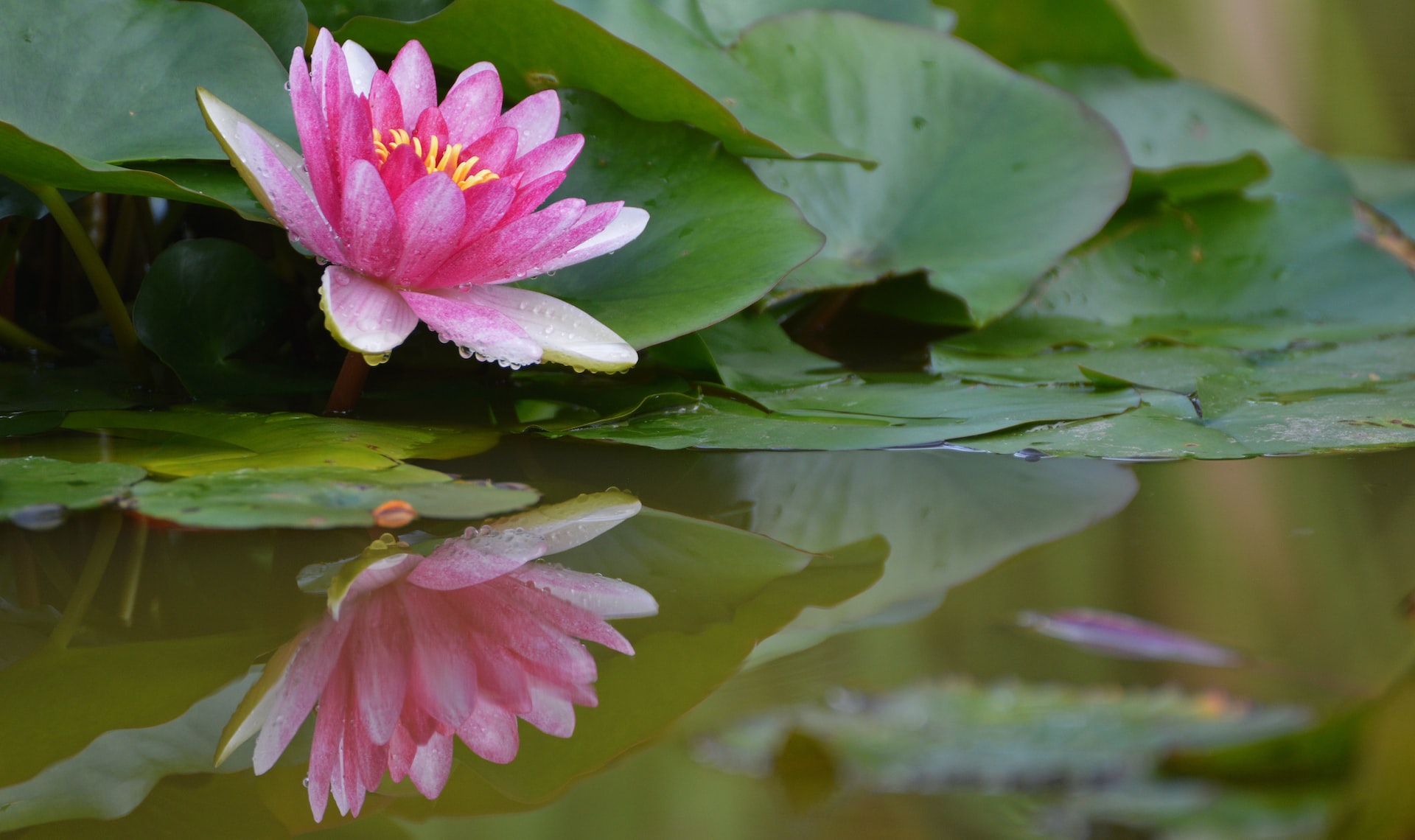 jardin botanico de santo domingo, turismo ecologico en santo domingo